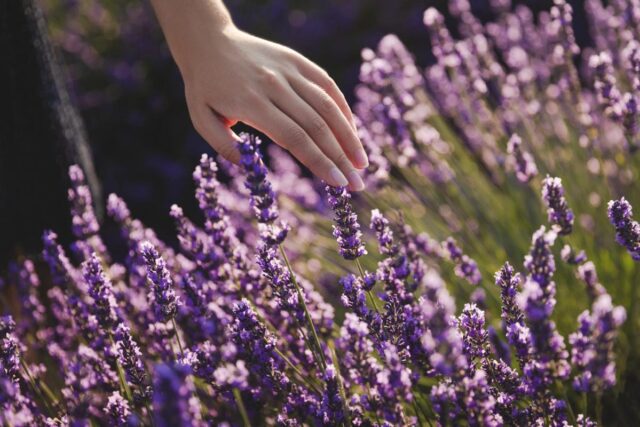 Красиві та невибагливі: садівниця назвала рослини, які будуть рости на важкому ґрунті Красиві-та-невибагливі:-садівниця-назвала-рослини,-які-будуть-рости-на-важкому-ґрунті