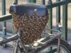 У Парижі рій бджіл оселився на велосипеді біля Лувру 10-тисяч-бджіл-ледь-не-залетіли-в-метро-і-оселилися-на-велосипеді-біля-Лувру