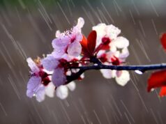 29 квітня в Україні дощитиме 29-квітня-в-Україні-дощитиме