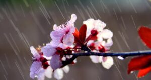 29 квітня в Україні дощитиме 29-квітня-в-Україні-дощитиме