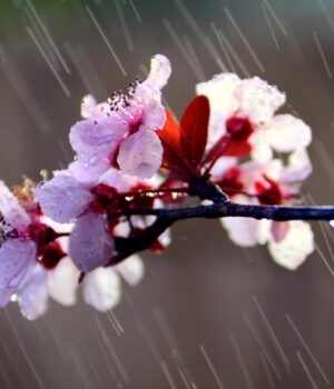 29-квітня-в-Україні-дощитиме