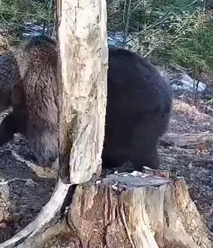 У Карпатах фотопастки зафіксували бурого ведмедя