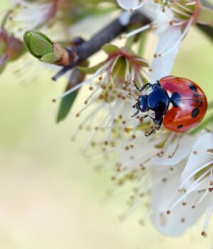 Детальний-прогноз-погоди-на-травень-2026:-коли-потеплішає-і-скільки-буде-дощів