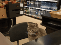 Пухнастий касир: кіт Гоша понад рік “працює” у супермаркеті Кропивницького Пухнастий-касир:-кіт-Гоша-понад-рік-“працює”-у-супермаркеті-Кропивницького