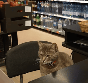 Пухнастий-касир:-кіт-Гоша-понад-рік-“працює”-у-супермаркеті-Кропивницького