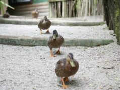 1 травня в Україні буде останній холодний день перед довгоочікуваним потеплінням 1-травня-в-Україні-буде-останній-холодний-день-перед-довгоочікуваним-потеплінням