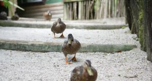 1 травня в Україні буде останній холодний день перед довгоочікуваним потеплінням 1-травня-в-Україні-буде-останній-холодний-день-перед-довгоочікуваним-потеплінням