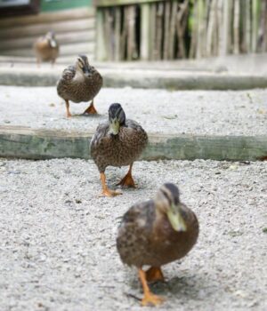 1-травня-в-Україні-буде-останній-холодний-день-перед-довгоочікуваним-потеплінням