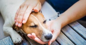 Як правильно хвалити собаку: експерт пояснила найефективніший спосіб Як-правильно-хвалити-собаку:-експерт-пояснила-найефективніший-спосіб