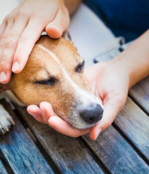 Як-правильно-хвалити-собаку:-експерт-пояснила-найефективніший-спосіб