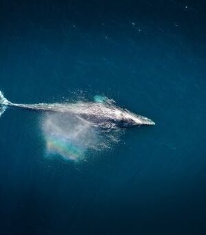 Кит-5 тижнів-не міг-вибратися-з мілини:-як його-вдалося-врятувати