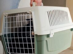 Як привчити кота до переноски: ветеринар дала дієві поради Як-привчити-кота-до-переноски:-ветеринар-дала-дієві-поради