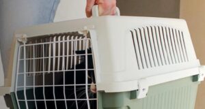 Як привчити кота до переноски: ветеринар дала дієві поради Як-привчити-кота-до-переноски:-ветеринар-дала-дієві-поради