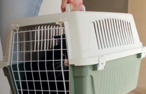 Як привчити кота до переноски: ветеринар дала дієві поради Як-привчити-кота-до-переноски:-ветеринар-дала-дієві-поради
