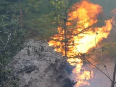 На Закарпатті поблизу Воловця горять 75 гектарів лісу, вогонь гасять 250 людей На Закарпатті поблизу Воловця горять 75 гектарів лісу, вогонь гасять 250 людей