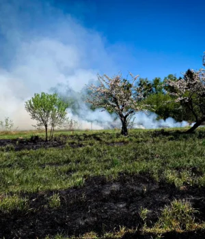 На Львівщині жінка отримала опіки під час пожежі сухостою — ДСНС