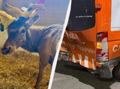 Зірковий олень Борис знову потрапив у ДТП: у якому він стані Зірковий-олень-Борис-знову-потрапив-у-ДТП:-у-якому-він-стані