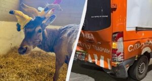 Зірковий олень Борис знову потрапив у ДТП: у якому він стані Зірковий-олень-Борис-знову-потрапив-у-ДТП:-у-якому-він-стані