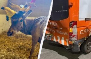 Зірковий олень Борис знову потрапив у ДТП: у якому він стані Зірковий-олень-Борис-знову-потрапив-у-ДТП:-у-якому-він-стані
