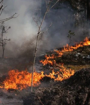 Пожежі у Зоні відчуження охопили понад 1100 гектарів