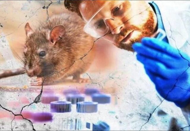 Смертельний хантавірус: у Польщі запровадили карантин через загрозу епідемії Смертельний-хантавірус:-у-Польщі-запровадили-карантин-через-загрозу-епідемії