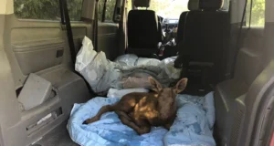 Рятувальники знайшли друге лосеня у вогняній пастці в Чорнобильській зоні Рятувальники знайшли друге лосеня у вогняній пастці в Чорнобильській зоні