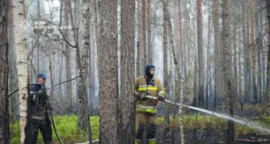 У Поліському заповіднику гасять масштабну лісову пожежу на 250 гектарах У Поліському заповіднику гасять масштабну лісову пожежу на 250 гектарах