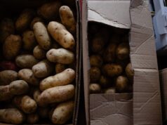 Що можна і не можна садити поруч з картоплею для відмінного врожаю Що можна-і не можна-садити-поруч-з картоплею-для-відмінного-врожаю