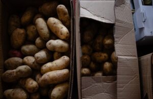 Що можна і не можна садити поруч з картоплею для відмінного врожаю Що можна-і не можна-садити-поруч-з картоплею-для-відмінного-врожаю
