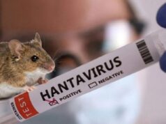 Спалах хантавірусу: кількість інфікованих дещо зросла, але ВООЗ закликає не хвилюватися Спалах-хантавірусу:-кількість-інфікованих-дещо-зросла,-але-ВООЗ-закликає-не-хвилюватися