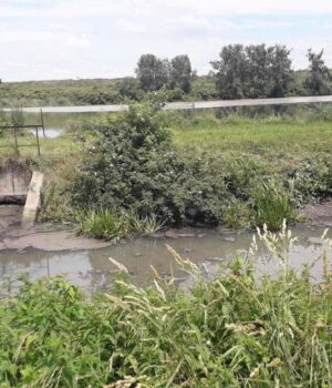 Луцькводоканал-зобов’язали-відшкодувати-за-загибель-риби-у-Стиру-понад-вісім-мільйонів-гривень