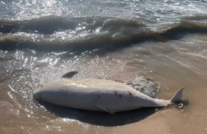 Біля тимчасово окупованого Маріуполя фіксують масову загибель дельфінів і риби Біля тимчасово окупованого Маріуполя фіксують масову загибель дельфінів і риби
