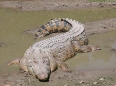 П’ять морських крокодилів було виявлено в мангрових заростях: чому це важливо П’ять-морських-крокодилів-було-виявлено-в-мангрових-заростях:-чому-це-важливо