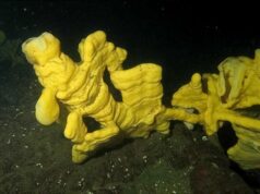 Це “підводне царство” в Канаді старше за Стоунхендж, і в ньому мешкають унікальні істоти Це-“підводне-царство”-в-Канаді-старше-за-Стоунхендж,-і-в-ньому-мешкають-унікальні-істоти