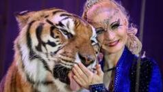 У Німеччині поліція застрелила тигра, що втік і напав на доглядача Поліція-застрелила-тигра-втікача.-Він-напав-на-чоловіка