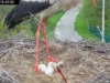 У родині лелек Одарки та Грицика народилося двоє пташенят У родині лелек Одарки та Грицика народилося двоє пташенят