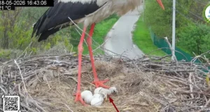 У родині лелек Одарки та Грицика народилося двоє пташенят У родині лелек Одарки та Грицика народилося двоє пташенят