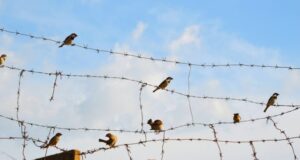 Систематичні тортури ув’язнених у Росії: примус до підписання контрактів з Міноборони «Об-нього-зламали-лопату-і-погрожували-зґвалтуванням».-Як-російських-в’язнів-змушують-воювати-проти-України?