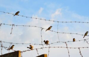 Систематичні тортури ув’язнених у Росії: примус до підписання контрактів з Міноборони «Об-нього-зламали-лопату-і-погрожували-зґвалтуванням».-Як-російських-в’язнів-змушують-воювати-проти-України?
