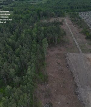 На-Волині-виявили-незаконну-вирубку-дерев-на-понад-16,5-мільйонів-гривень На-Волині-виявили-незаконну-вирубку-дерев-на-понад-16,5-мільйонів-гривень