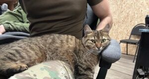 “Де ваш журнал обліку котів?”: військові масово показують пухнастих побратимів на фронті “Де ваш-журнал-обліку-котів?”:-військові-масово-показують-пухнастих-побратимів-на фронті