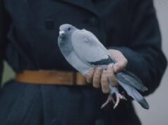 Поштовим голубам легше обирати маршрут, коли вони летять додому разом, – дослідження Поштовим-голубам-легше-обирати-маршрут,-коли-вони-летять-додому-разом,-–-дослідження