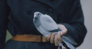 Поштовим голубам легше обирати маршрут, коли вони летять додому разом, – дослідження Поштовим-голубам-легше-обирати-маршрут,-коли-вони-летять-додому-разом,-–-дослідження