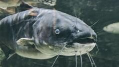 Варшава: українця затримали за вилов гігантського сома В-Польщі-арештували-українця,-що-зловив-гігантського-сома.-Риба-була-місцевою-легендою