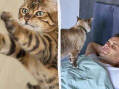 Будить о 5 ранку чи зізнається в любові: 5 причин, чому кішка кладе лапи вам... Будить-о-5-ранку-чи-зізнається-в-любові:-5-причин,-чому-кішка-кладе-лапи-вам.