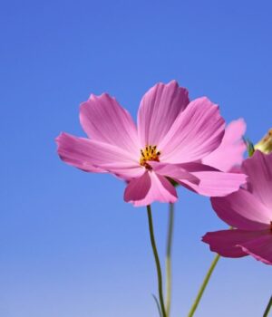 Які-квіти-спокійно-перенесуть-спекотне-літо-без-поливу:-що-варто-висаджувати-на-клумбі Які-квіти-спокійно-перенесуть-спекотне-літо-без-поливу:-що-варто-висаджувати-на-клумбі