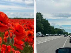 Поблизу Львова переорали макове поле, куди люди масово приїжджали для фотосесій Поблизу-Львова-переорали-макове-поле,-куди-люди-масово-приїжджали-для-фотосесій