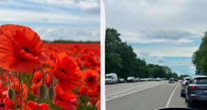 Поблизу Львова переорали макове поле, куди люди масово приїжджали для фотосесій Поблизу-Львова-переорали-макове-поле,-куди-люди-масово-приїжджали-для-фотосесій