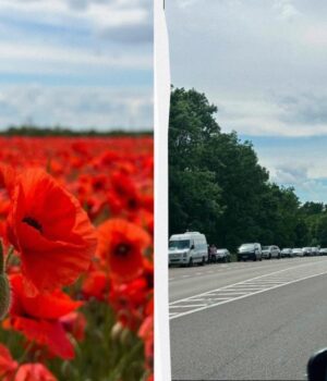 Поблизу-Львова-переорали-макове-поле,-куди-люди-масово-приїжджали-для-фотосесій