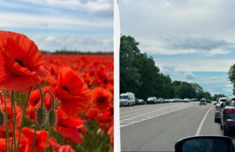 Поблизу Львова переорали макове поле, куди люди масово приїжджали для фотосесій Поблизу-Львова-переорали-макове-поле,-куди-люди-масово-приїжджали-для-фотосесій